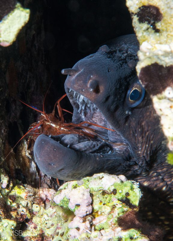 Fatal work! The moray ate the cleaner shrimp after taken ... by Mehmet Salih Bilal 