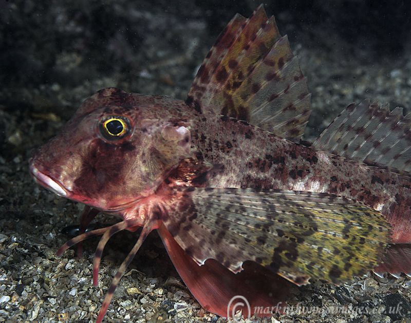 Gurnard.
Porthkerris. by Mark Thomas 