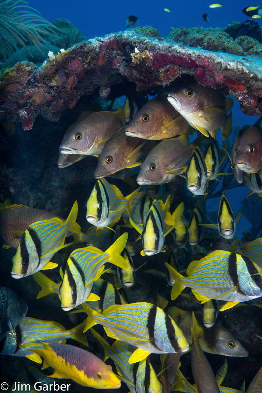 Key Largo by Jim Garber 