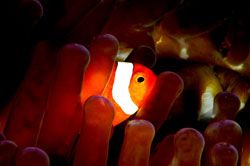 Finding nemo. D70, 105mm.
kapalai,sabah,malaysia. by Frankie Tsen 