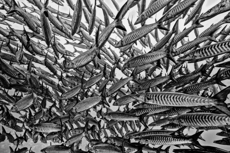 Barracuda school: order amongst chaos by Paul Colley 