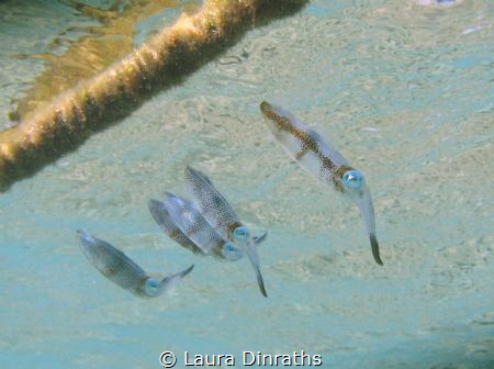 A school of juvenile reef squids under the surface by Laura Dinraths 