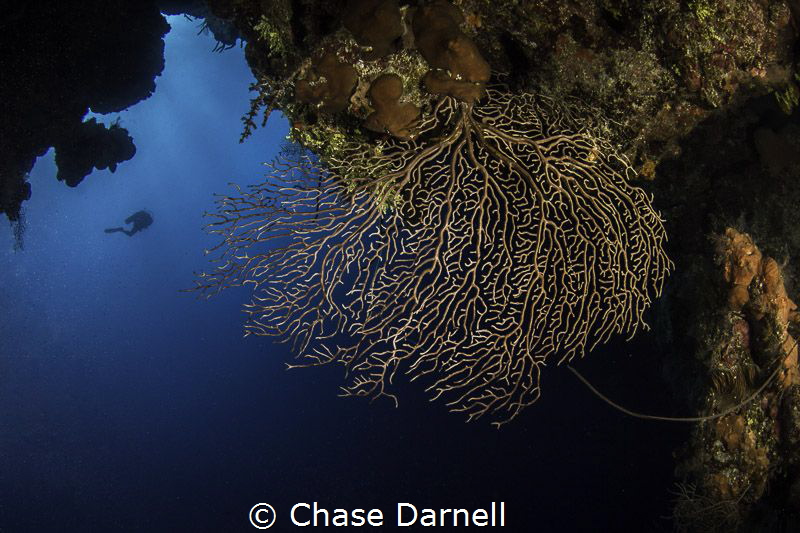A Diver out in the Blue on the North Wall, Grand Cayman by Chase Darnell 