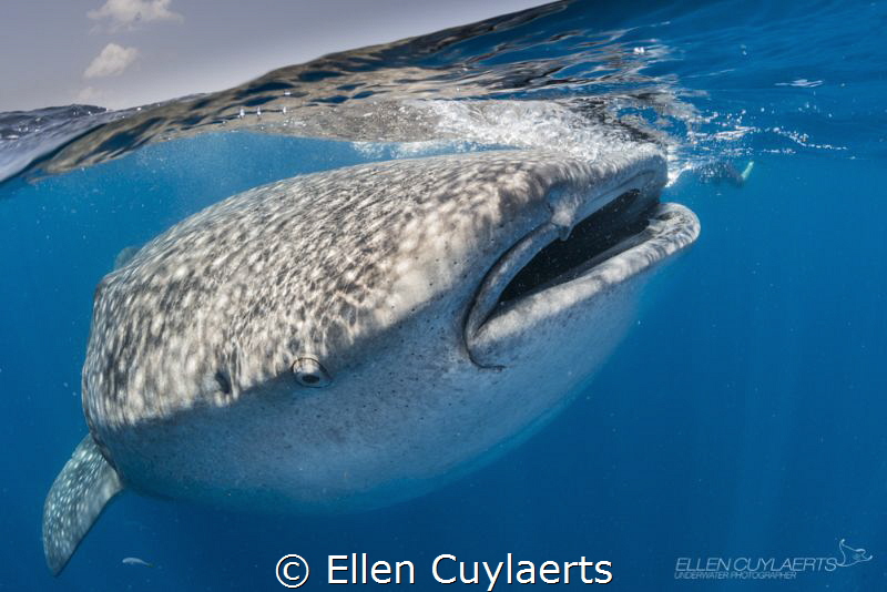 Great encounters this year in Isla Mujeres, less animals ... by Ellen Cuylaerts 