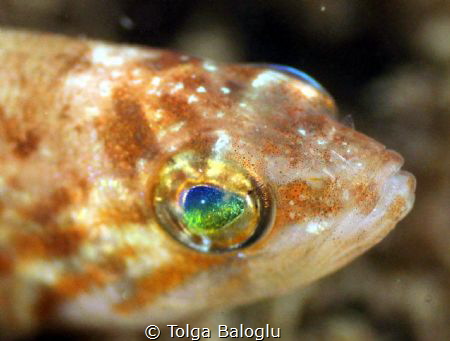 The world in the eye of a little fish. Taken with Canon 1... by Tolga Baloglu 