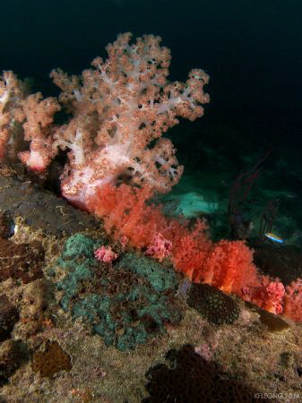 Ko Lipe, Thailand
viz wasnt the best but many things to see by Kf Leong 