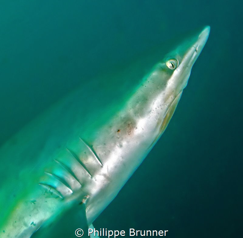 Dusky shark
 by Philippe Brunner 