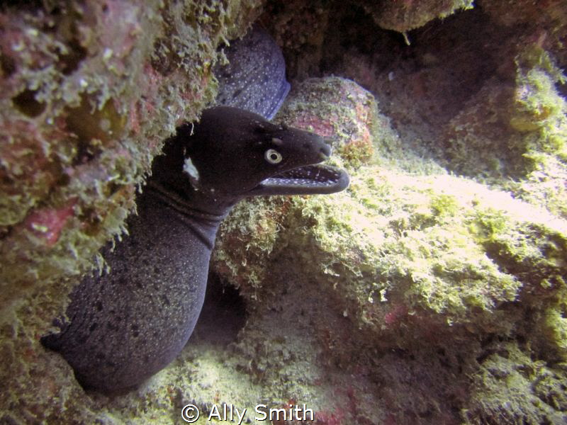 Black Moray taken in Pal Mar Cave off the south coast of ... by Ally Smith 