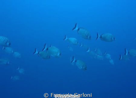 fish in progress..... by François Carloni 