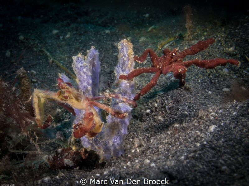 two waycrab lembeh by Marc Van Den Broeck 