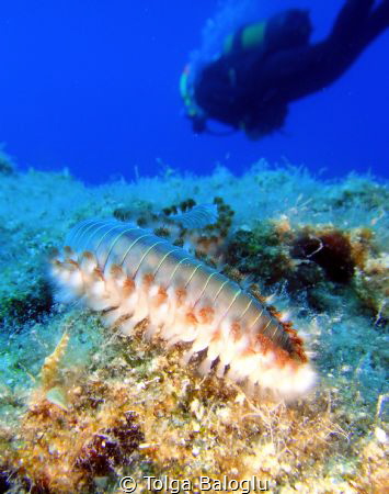 Fireworm minding its own business by Tolga Baloglu 