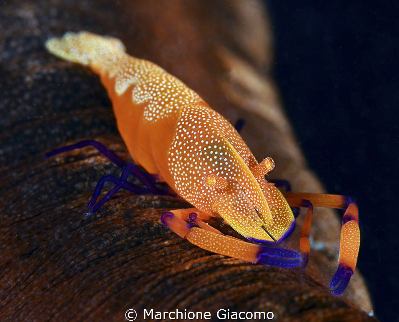 Periclimenes Imperator
Nikon D800E, 105 macro , two stro... by Marchione Giacomo 