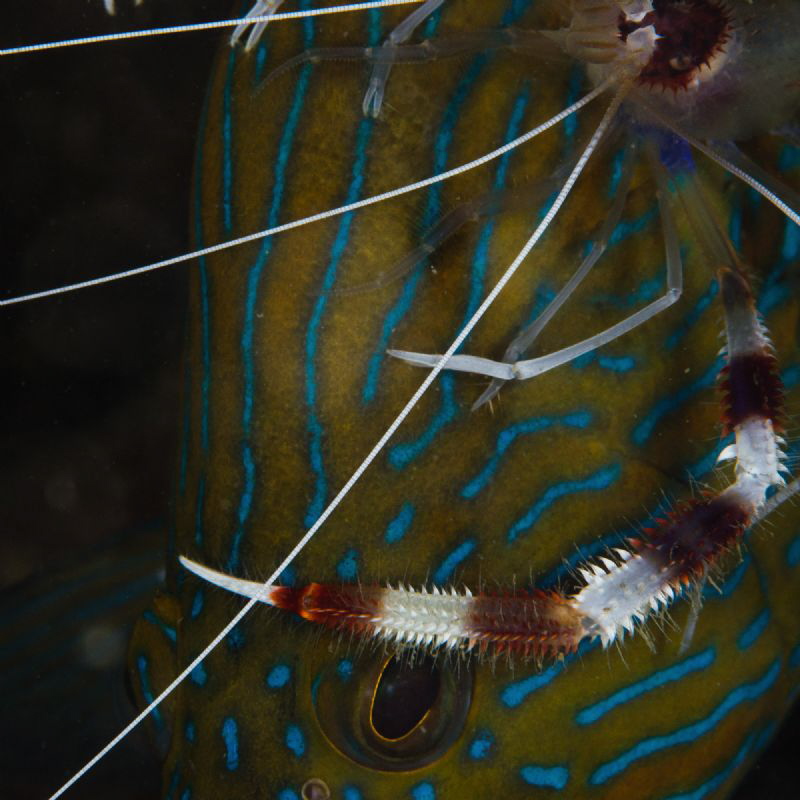 The boxer shrimp feels comfortable as a rider on the grou... by Dmitry Starostenkov 