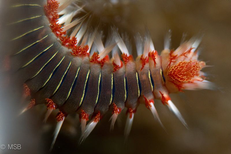 Bearded fireworm. by Mehmet Salih Bilal 