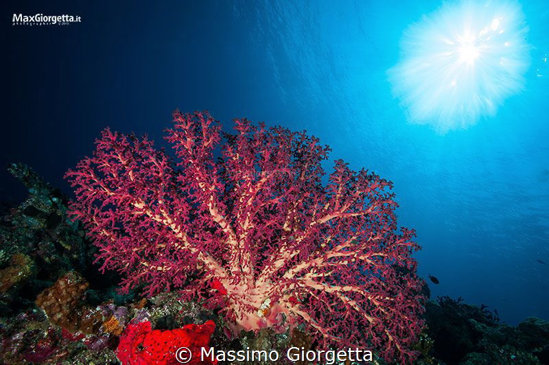 red UW by Massimo Giorgetta 