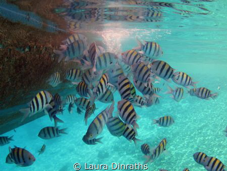 A school of sergeant major damselfish feeding from a boat... by Laura Dinraths 