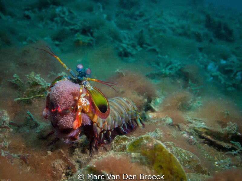 egg carrier in lembeh by Marc Van Den Broeck 