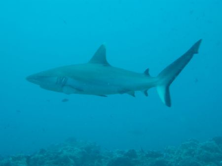 Large Grey reef Maldives by Darren Hughes 