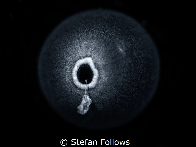 "Once upon a time in a galaxy far far away ... " Sea Urch... by Stefan Follows 