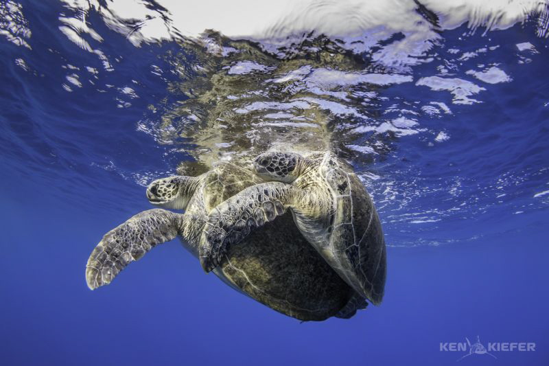Green Sea Turtles Mating
en route to search for whale sh... by Ken Kiefer 