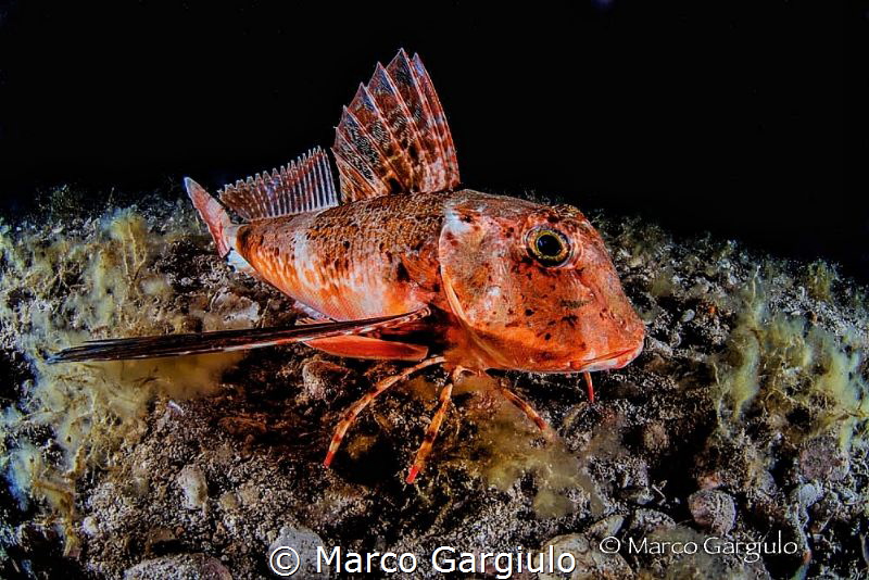 Ready to go by Marco Gargiulo 