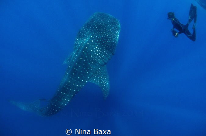 'Daniel and (gentle) Goliath'
Those who know me well, kn... by Nina Baxa 