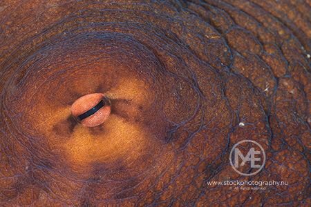 In the eye of the beholder... by Arno Enzo 