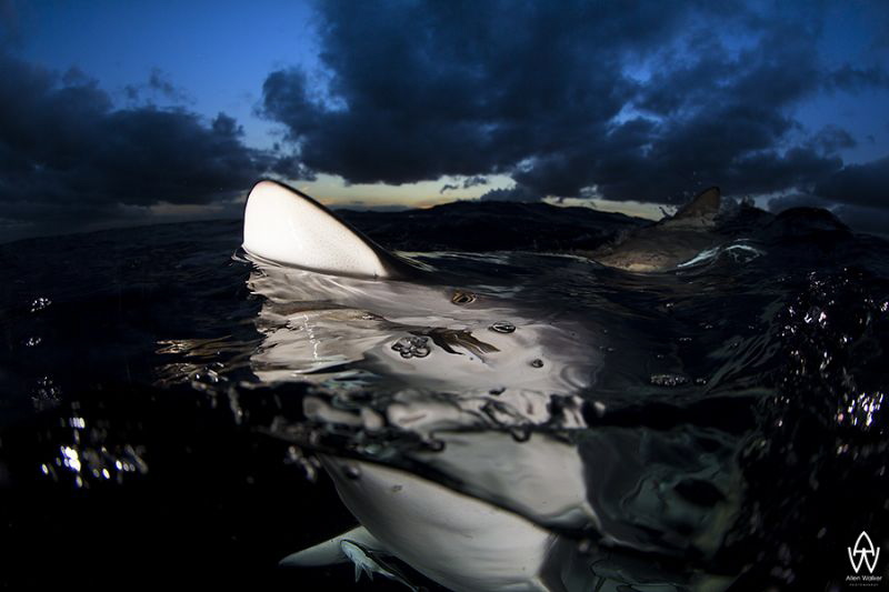"Stormy Shadows"

Sometimes you capture and image that ... by Allen Walker 