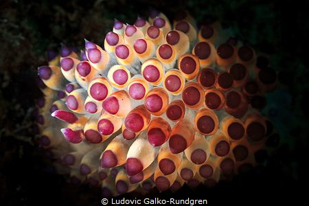 Snooted Janolus Savinkini nudi by Ludovic Galko-Rundgren 
