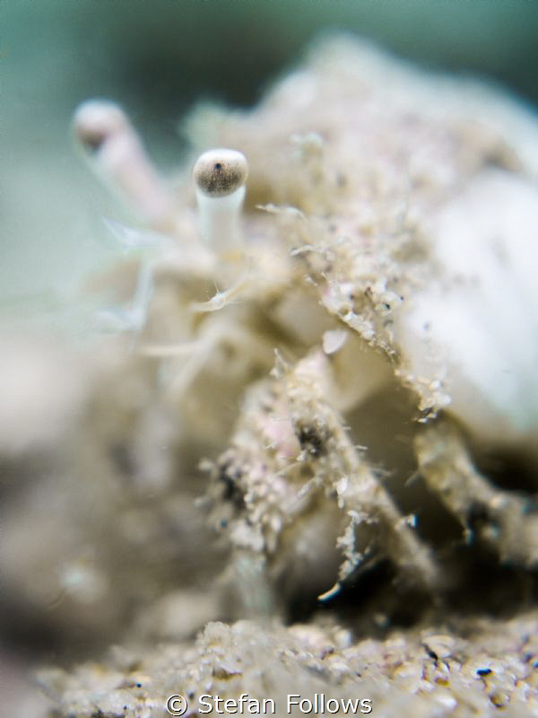 "I never found a companion that was so companionable as s... by Stefan Follows 