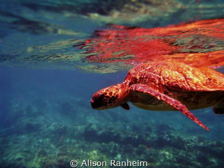 Honolua Bay, Maui by Alison Ranheim 