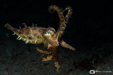 Octo-Dance by Nadya Kulagina 