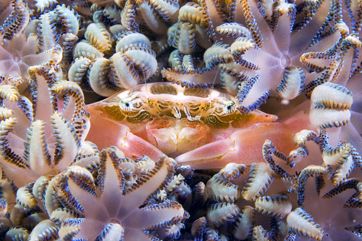 Mimetic crab , Nikon D00, 105 macro, two strobo by Marchione Giacomo 