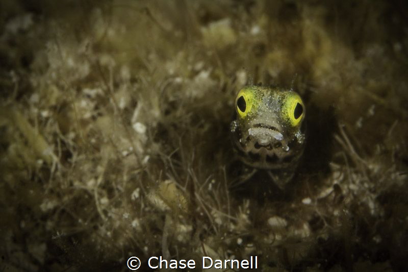 Secretary Blenny, Grand Cayman by Chase Darnell 