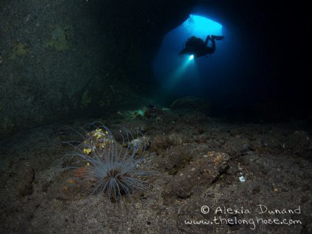 Anemone in Cueva del Diablo, El Hierro. by Alexia Dunand 