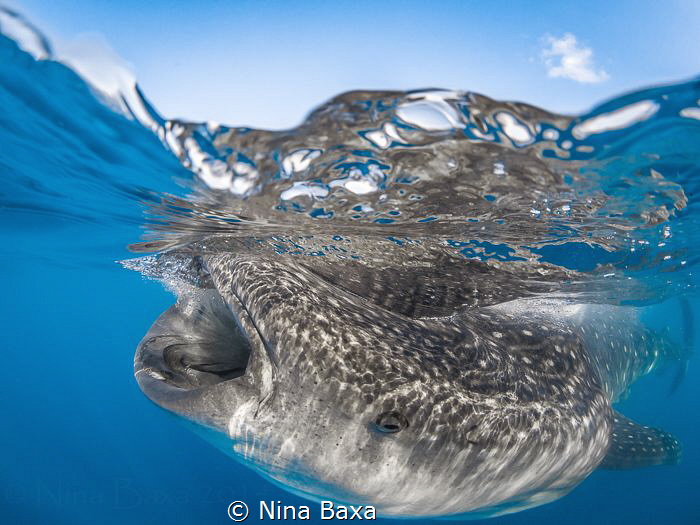 Breakfast Invite ~ Whale Shark breakfast – ‘egg soup’ – b... by Nina Baxa 