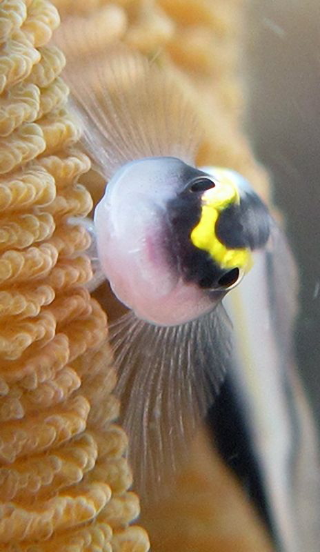 sharknose goby ... apnea shoot by Durand Gerald 