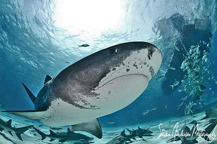 Keeping a stiff upper lip.... Eyes always open and aware ... by Steven Anderson 