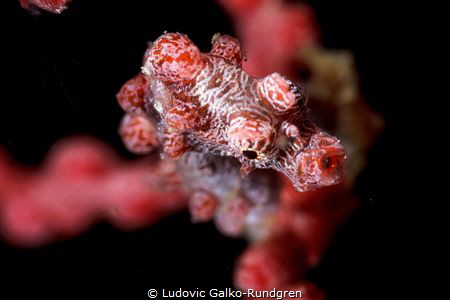 Bargibanti pygmy from above by Ludovic Galko-Rundgren 
