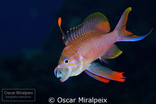 mediterranean anthias by Oscar Miralpeix 