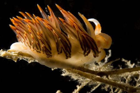 Dondice Banyulensis - Canon 60 mm Macro by Luca Bertoglio 