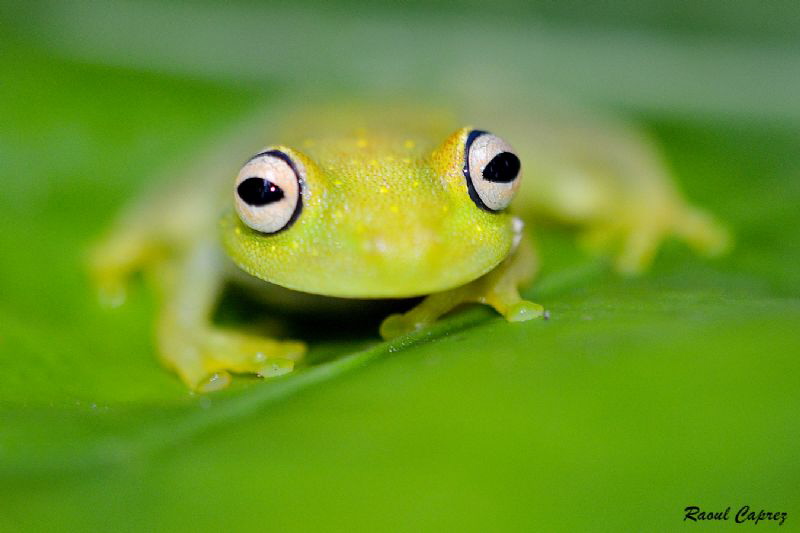 Ready to jump ! by Raoul Caprez 