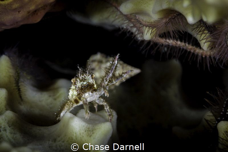 "I Salute You" 
Macabuca, Grand Cayman by Chase Darnell 