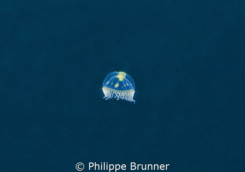 While we waiting for see humpback whale of 12mts, this sm... by Philippe Brunner 