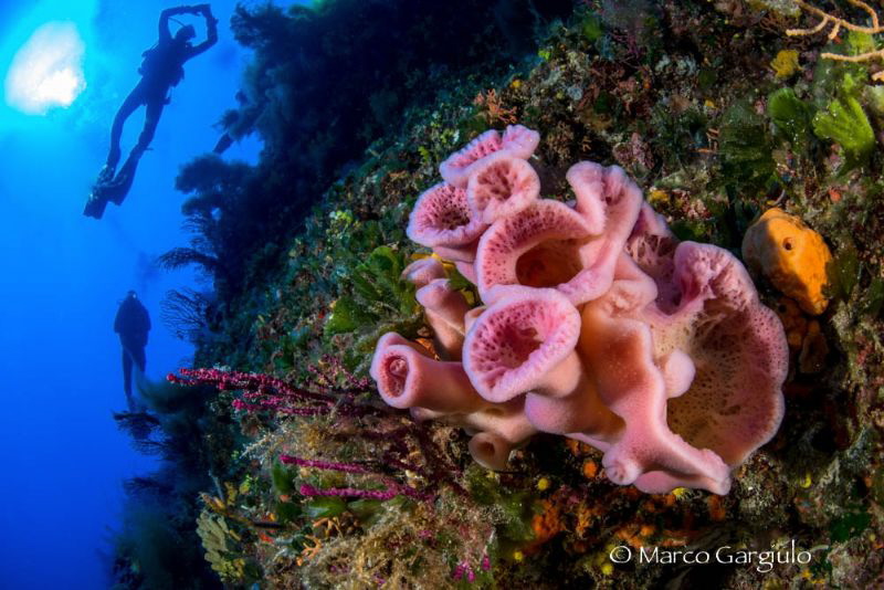 Pink Sponges & Divers by Marco Gargiulo 