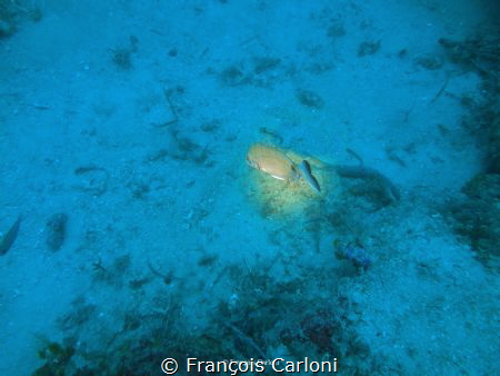 Fish under the spot light by François Carloni 