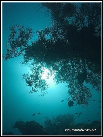 The sun was shining beautifully on this part of Tulamben ... by Erika Antoniazzo 