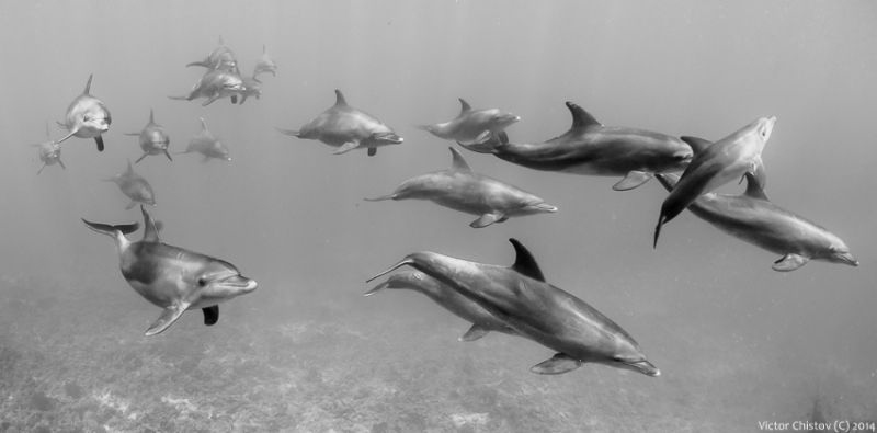 Family by Victor Chistov 