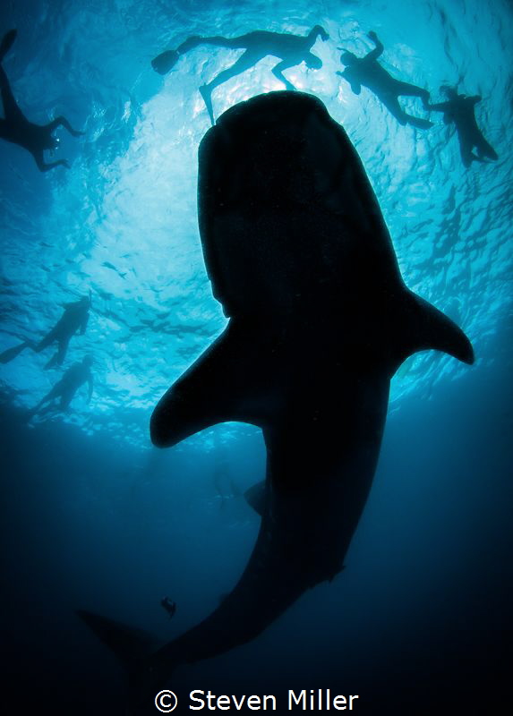 Silhouette,. they turn when you dive down to them, I don'... by Steven Miller 