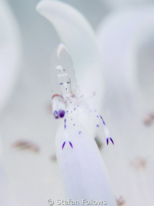 Pretty vacant ... Anemone Shrimp - Ancylomenes holthuisi.... by Stefan Follows 